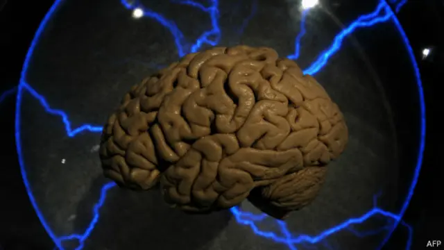 Cérebro. AFP