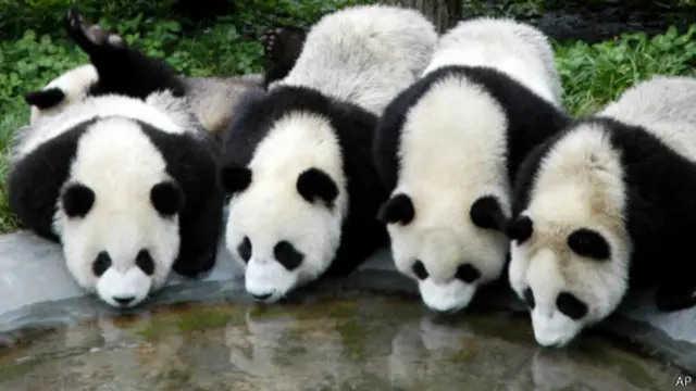 Panda Sichuan
