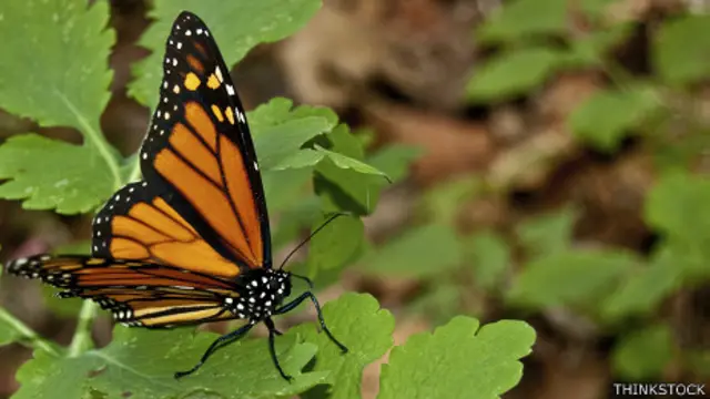 Mariposa monarca