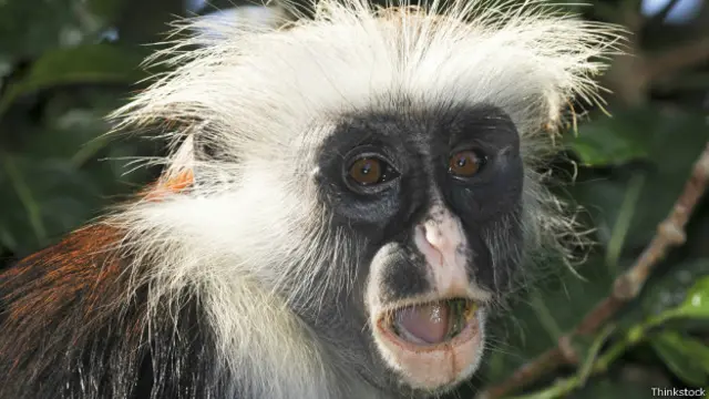 Mono con cara de sorpresa