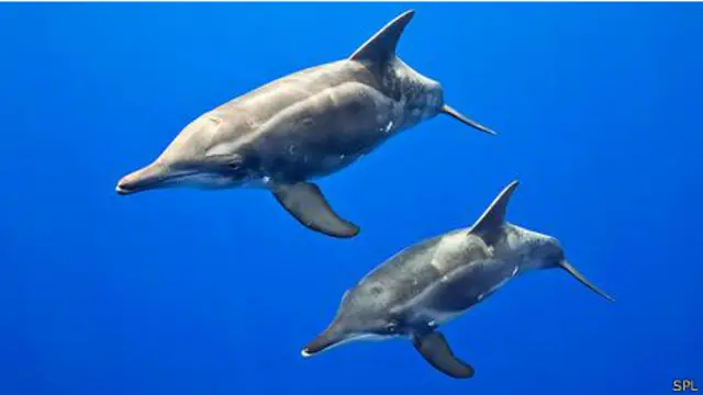 Delfines