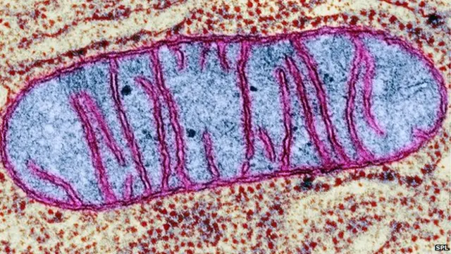 Мітохондрія