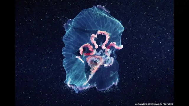 يقول الفريق إن "العالم يعرف حتى الآن نحو 1000 نوع من الجيلاتا، ويمثل هذا 20 في المئة فقط منها".