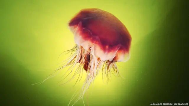 فريق مكون من 12 عالم شاب يعلنون خططا لرحلة لعالم البحار لاستكشاف المحيطات.