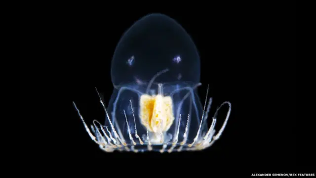 توجد أسماك الهلام في جميع المحيطات في العالم، على مستويات الأعماق المختلفة، لكن بعضها يكثر في قاع البحار.