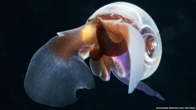 ستمول الرجلة الاستكشافية البحرية جزئيا من خلال التبرعات، ويأمل الفريق في جمع تمويل كاف يسمح له باستكمال الاستعدادات الضرورية، ليبدأ الإبحار في 2015.