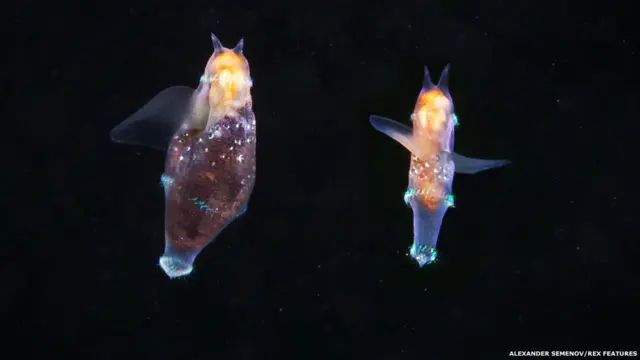 من بين بعض المخلوقات التي يعتزم الفريق دراستها نوع يعرف باسم الجيلاتا، مهم بالنسبة إلى صحة الأرض إذ يشكل أساس سلسلة الأغذية البحرية التي تعتمد عليها الحيوانات البحرية الأخرى.