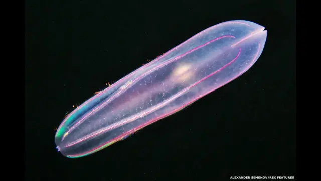 يتكون الفريق من علماء روس أساسا، يقودهم ألكسندر سيمينوف عالم البيولوجيا والمصور، وقد وثق بالفعل بعض أنواع المخلوقات المتوقع العثور عليها، مثل هلام المشط.