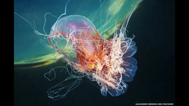 نظرا لعدم قدرة أسماك الهلام على الإبحار ضد التيار فإنها تصنف باعتبارها عوالق، مهما كبر حجمها.