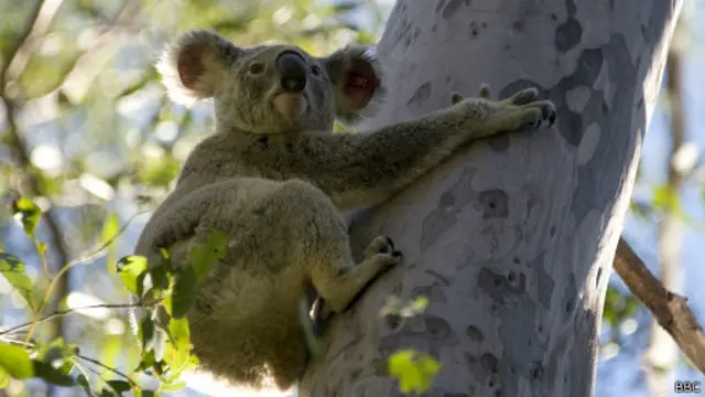 Коала на дереве
