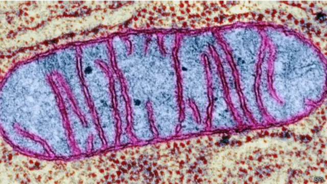 تتسبب أمراض الميتوكوندريا في عجز الجسد عن توليد الطاقة اللازمة لممارسة الحياة الطبيعية