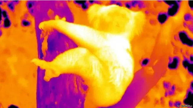 Imagen infrarroja de un koala