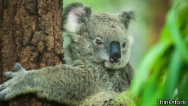 Koala