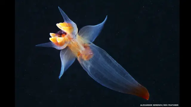 ويمكن أن يكشف الغطس أمتارا إلى ظلمة البحر بعض المخلوقات العجيبة، مثل بتروبود الرخوي هذا.