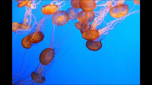 Medusas
