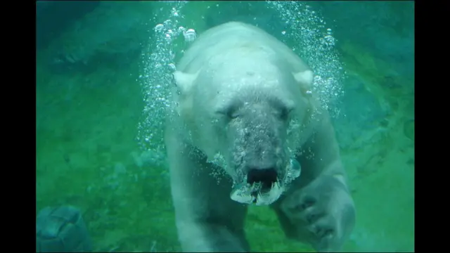 Oso polar