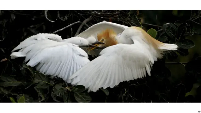 एग्रट, ब्रह्मपुत्र नदी, गुवाहाटी, विश्व पर्यावरण दिवस, पक्षी