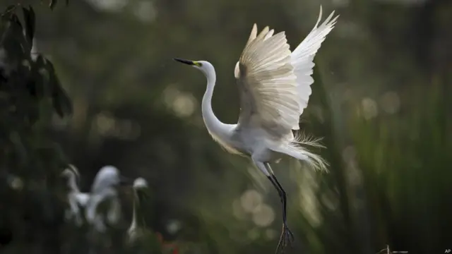एग्रट, ब्रह्मपुत्र नदी, गुवाहाटी, विश्व पर्यावरण दिवस, पक्षी
