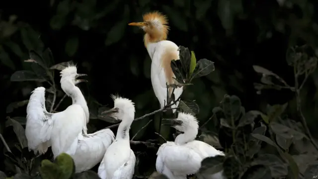 एग्रट, ब्रह्मपुत्र नदी, गुवाहाटी, विश्व पर्यावरण दिवस, पक्षी