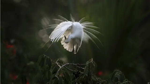 एग्रट, ब्रह्मपुत्र नदी, गुवाहाटी, विश्व पर्यावरण दिवस, पक्षी