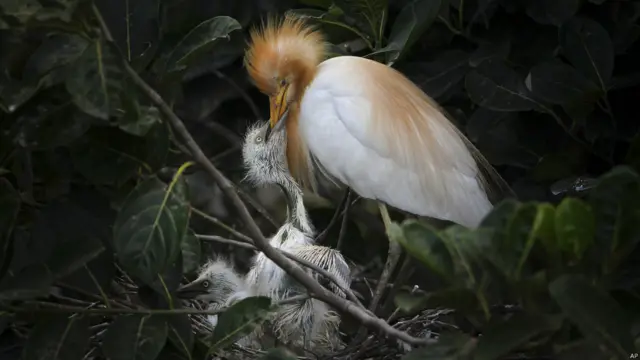 एग्रट, ब्रह्मपुत्र नदी, गुवाहाटी, विश्व पर्यावरण दिवस, पक्षी