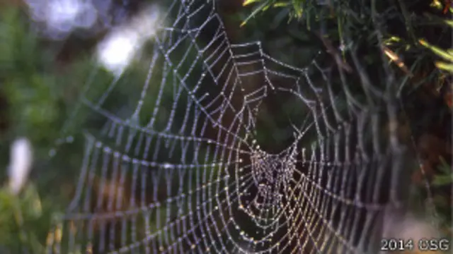 Telaraña