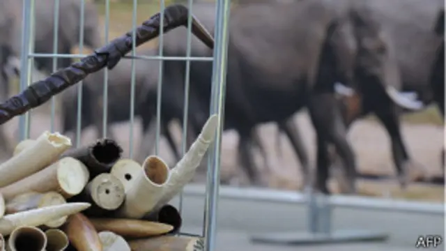 Cargamento de marfil