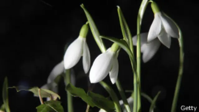 Galanthus