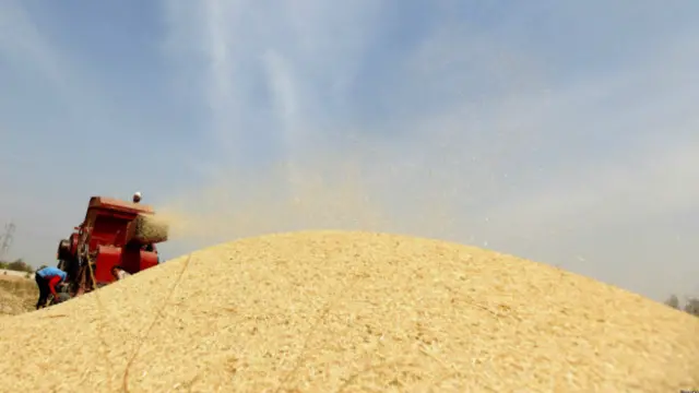 القمح في مصر