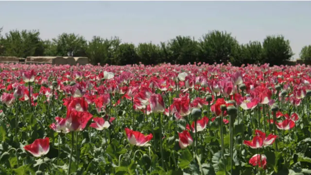 اقوامِ متحدہ کی رپورٹ کے مطابق افغانستان میں افیون کی کاشت پر پابندی کے باوجود طالبان کے دورِ حکومت میں منشیات کی غیر قانونی تجارت ہی ان کی کمائی کا بہترین ذریعہ تھی