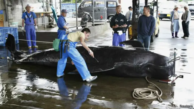 තල්මසුන් දඩයම ජපාන සංස්කෘතියේ අංගයක් බව ජපාන අගමැති පවසයි