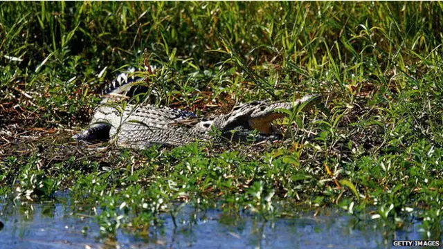 Cocodrilo de agua salada