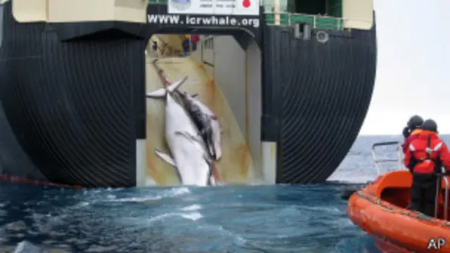 ၁၉၈၆ နောက်ပိုင်း ဂျပန်ဟာ သုတေသနကို ဘန်းပြပြီး ဝေလငါးတွေ ဖမ်းဆီးခဲ့