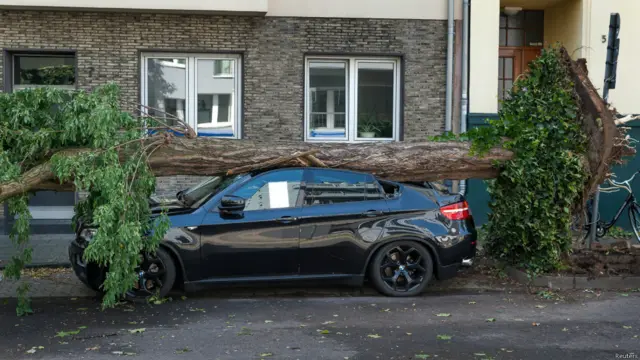 Машина под поваленным деревом