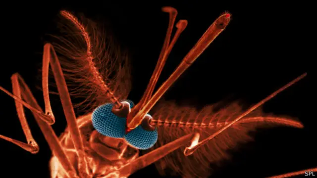 Mosquito da Malaria (SPL)