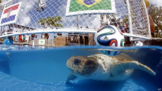 Черепаха Большая Голова