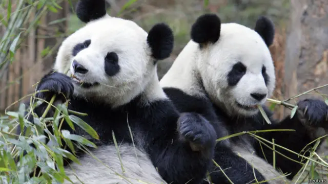Панды