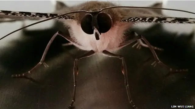 Essa mariposa gigante é típica do sudeste da Ásia e não oferece riscos à saúde, dizem especialistas