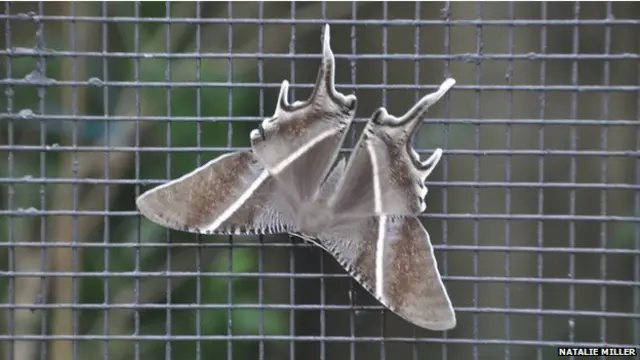 Na China, as mariposas são símbolo da morte