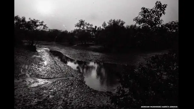 सुंदर वन