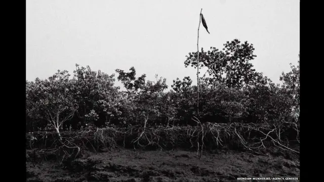 सुंदर वन