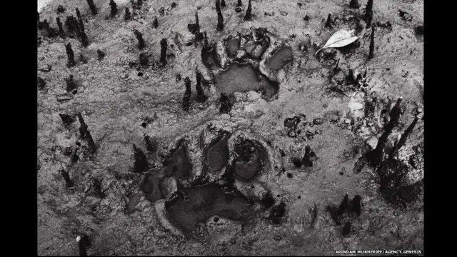 सुंदर वन