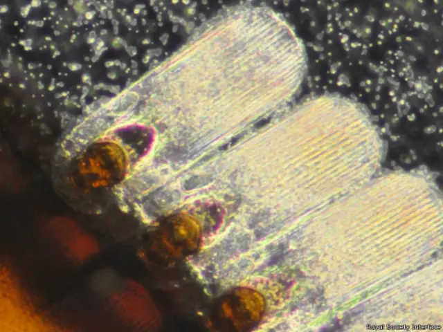 Imagem: Royal Society Interface