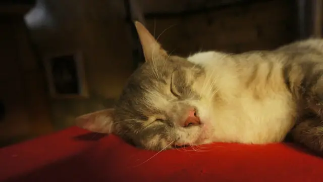 Фото: Алина Циопа