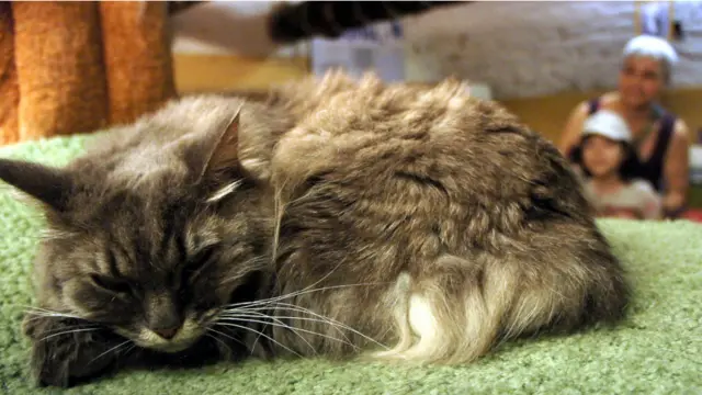 Фото: Алина Циопа