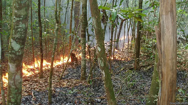 incendio del tipo "understory"