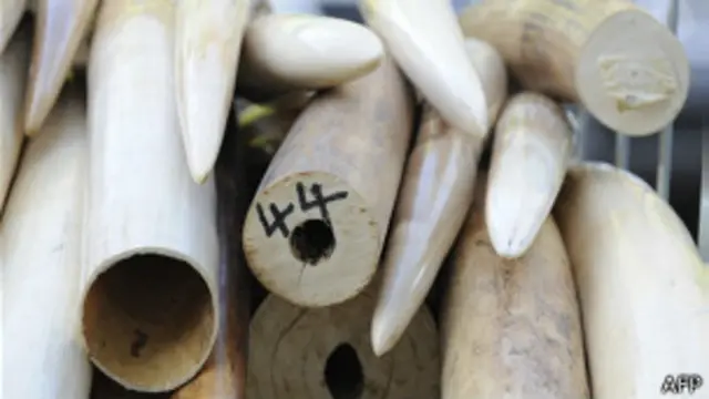 Cargamento de marfil