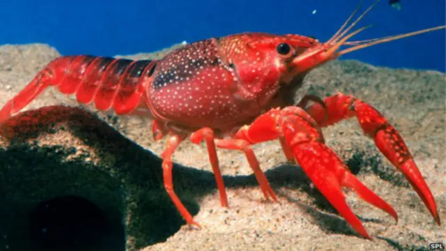 lobster