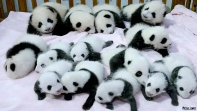 大熊猫宝宝原定要通过选择食物和爬树的方式来预测赛果。