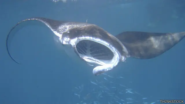 Mantarraya filtrando plancton